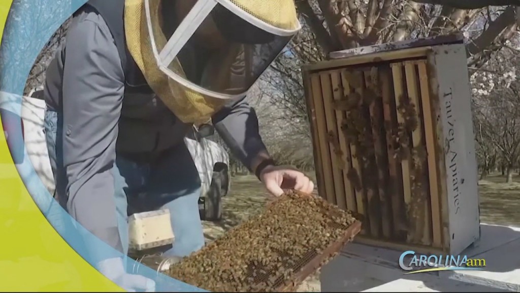 Bee Keepers