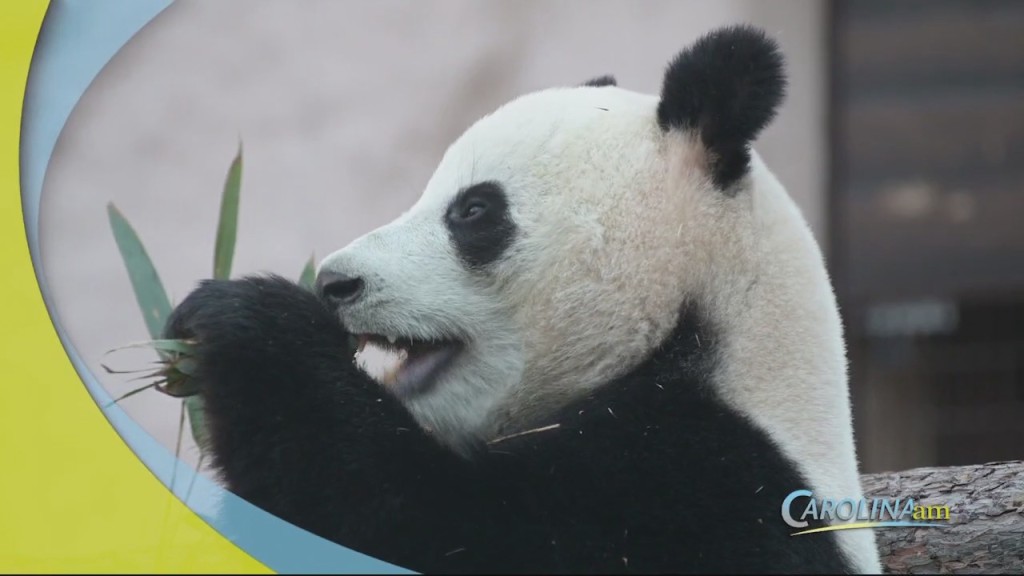 Pandas