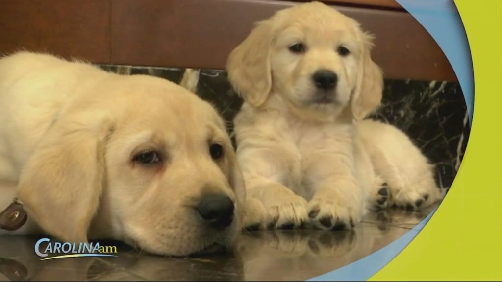 Cam 0223 Labs