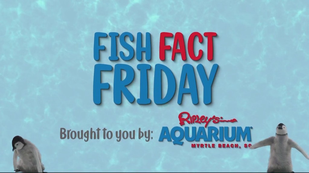Cam 0318 Fishfact