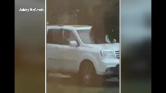 Bear Destroys Car After Being Trapped Inside