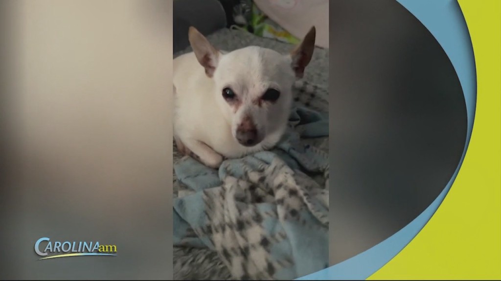 Oldest Dog