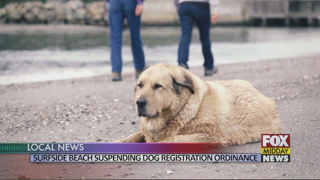 Surfside Beach Suspends Current Dog Registration Ordinance WFXB