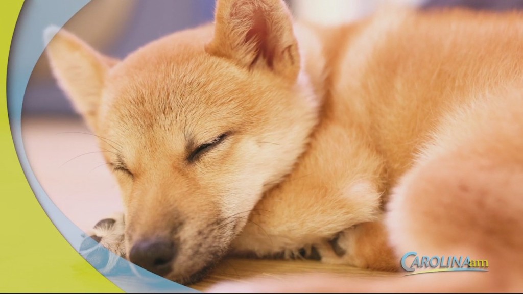 Dogs Sleeping