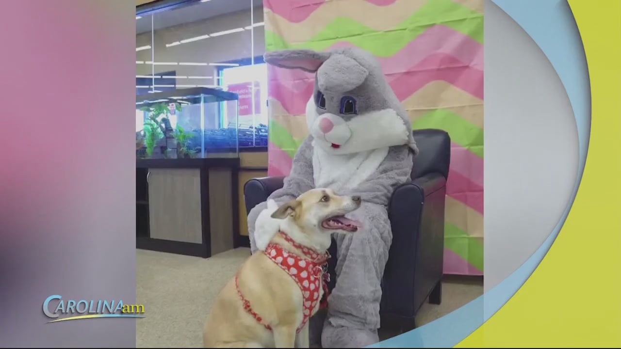 PetSmart is Offering Free Photos with the Easter Bunny WFXB