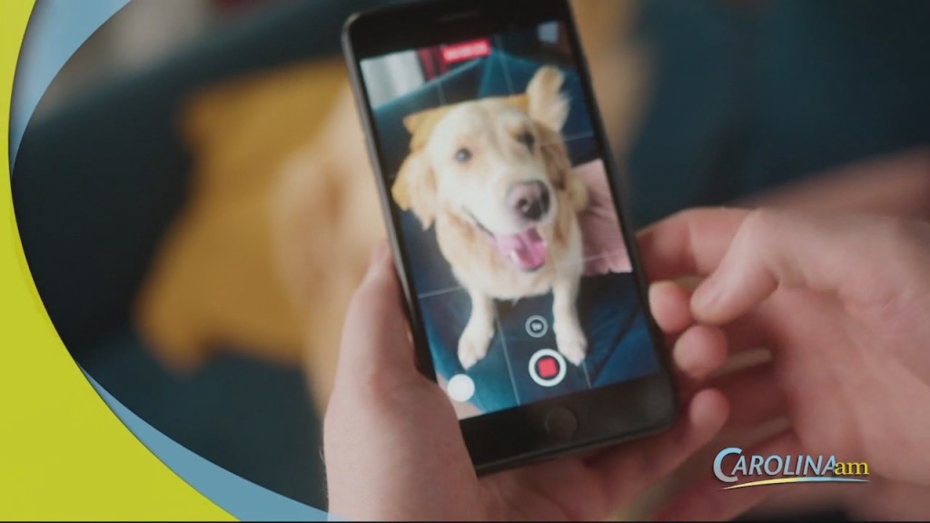 Social Media Pets