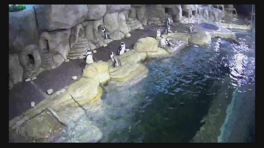 Cam 0401 Fish Friday