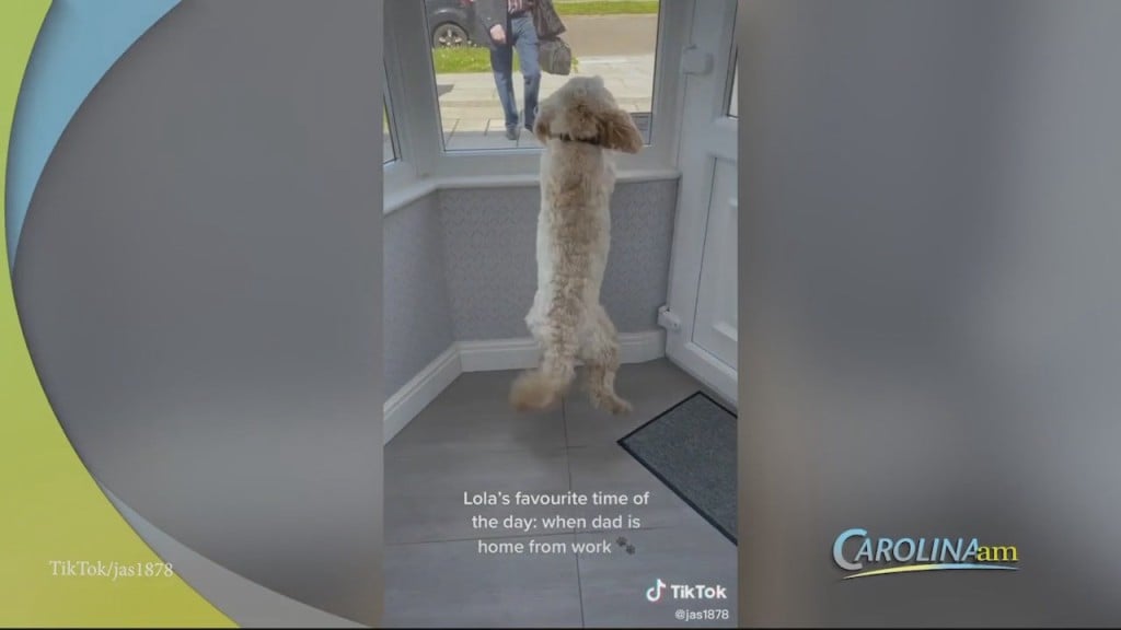 Cam 0520 Dog Greeting