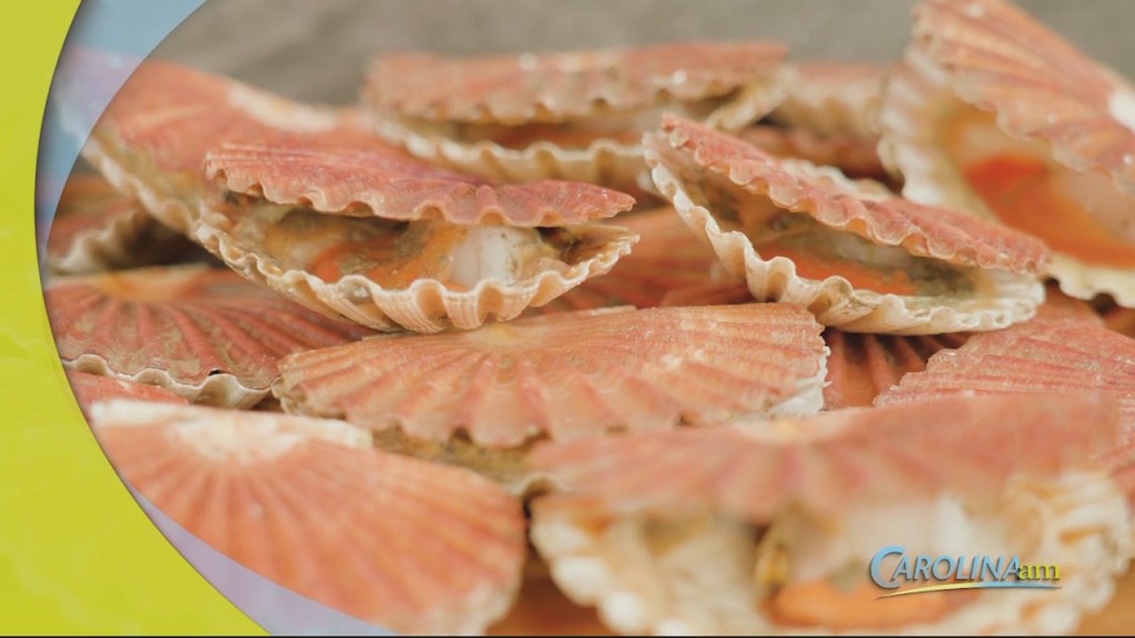 Scallops