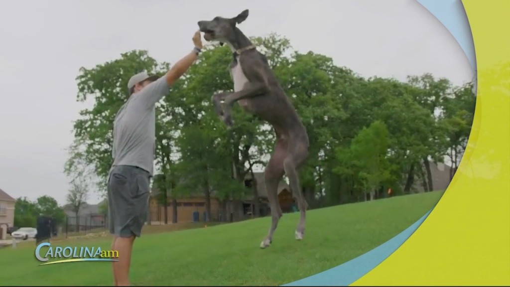 Tallest Dog