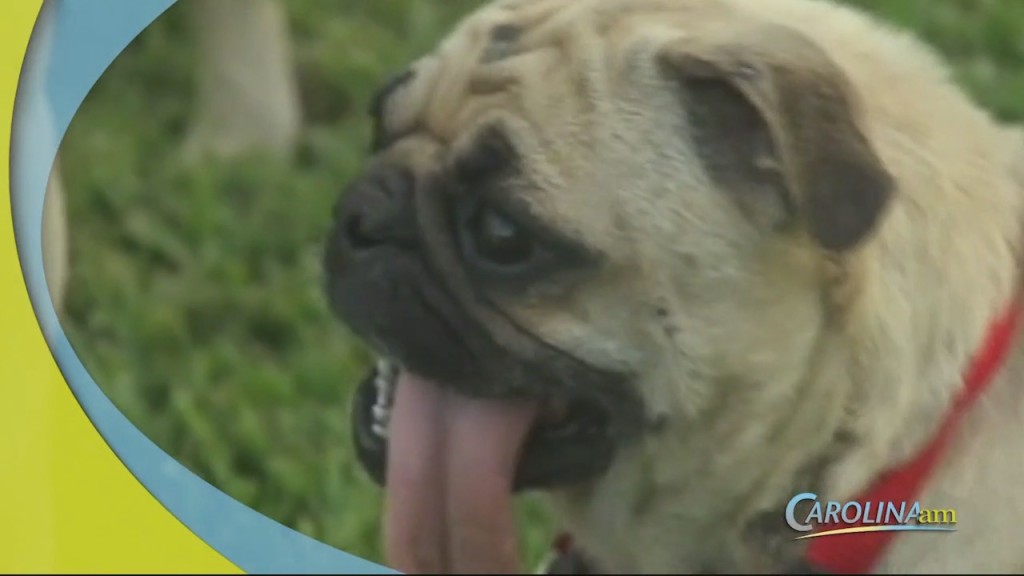 Pugs
