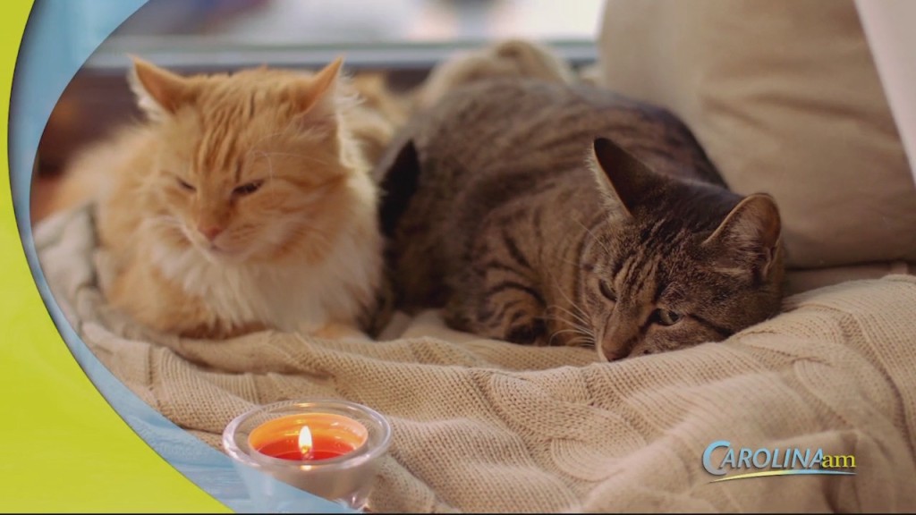 Cats