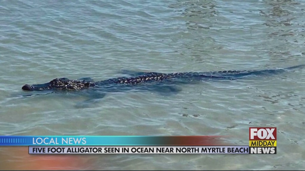 Gator