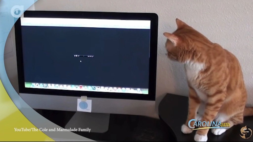 Cam 0621 Cats Mozart