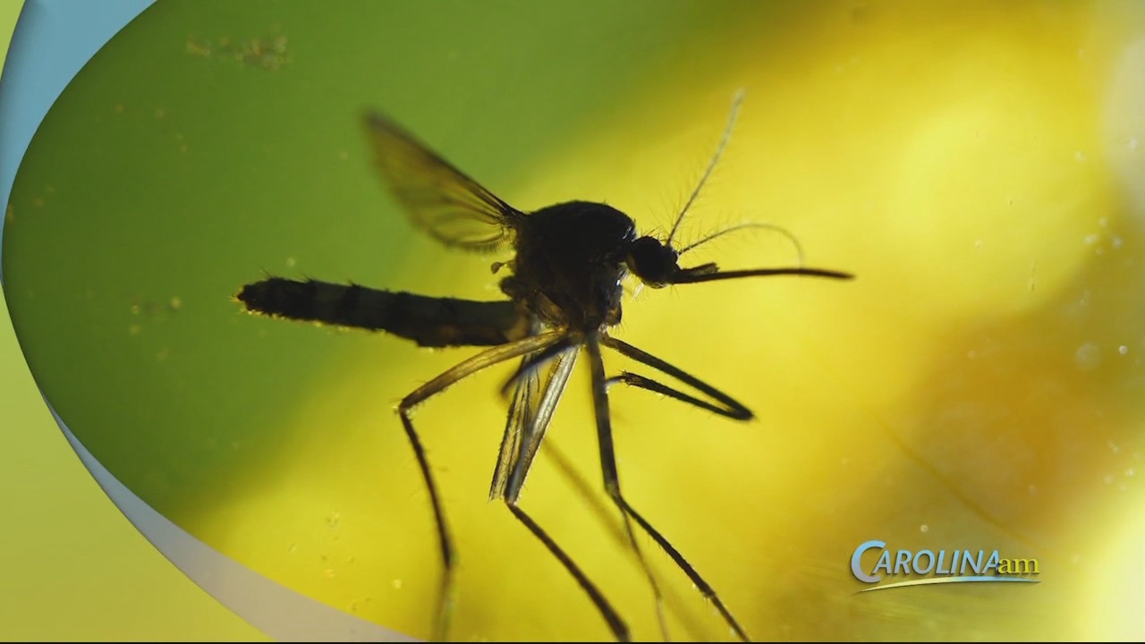 Don't Sweat the Mosquitoes with This Hack Using Deodorant WFXB