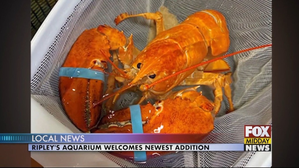 Lobster