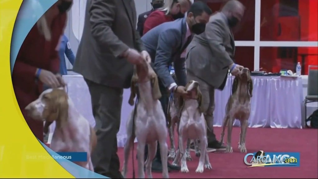 Akc Dog