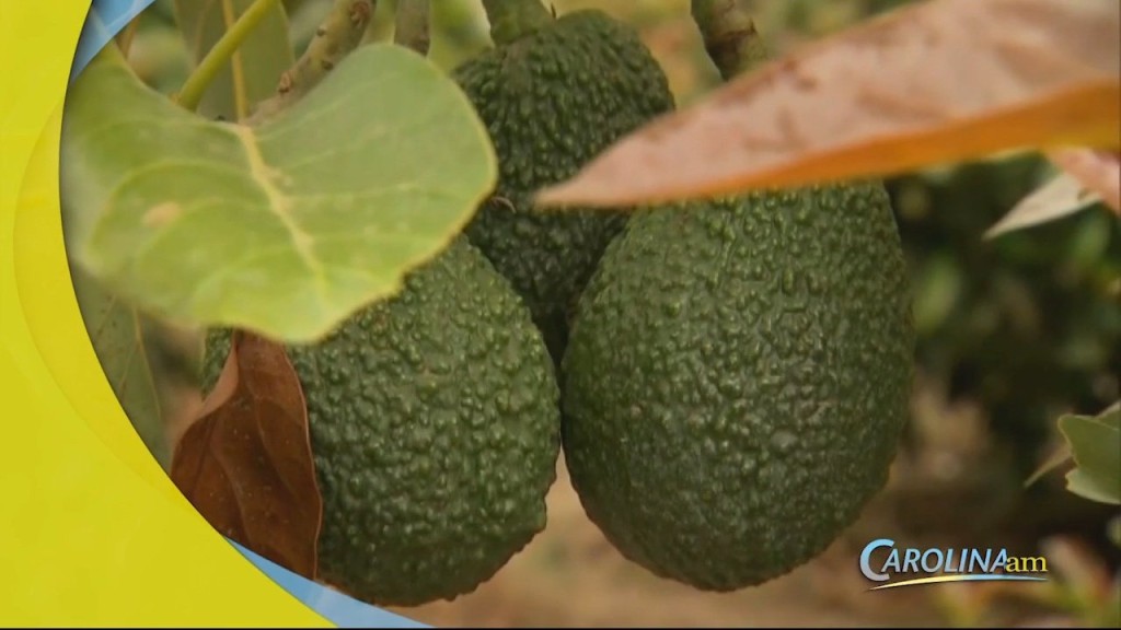 Avocado
