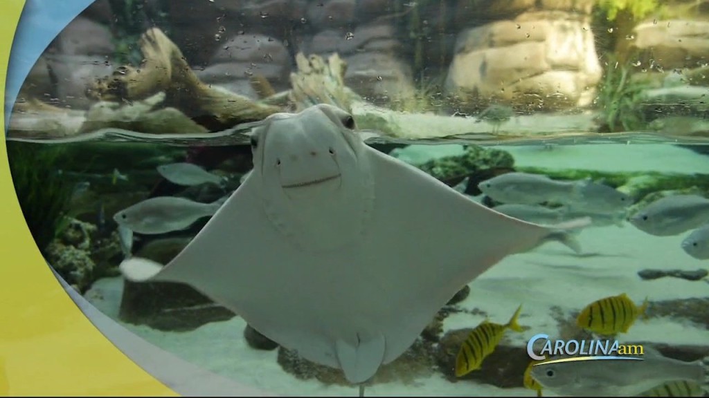 Cam 0701 Smart Fish