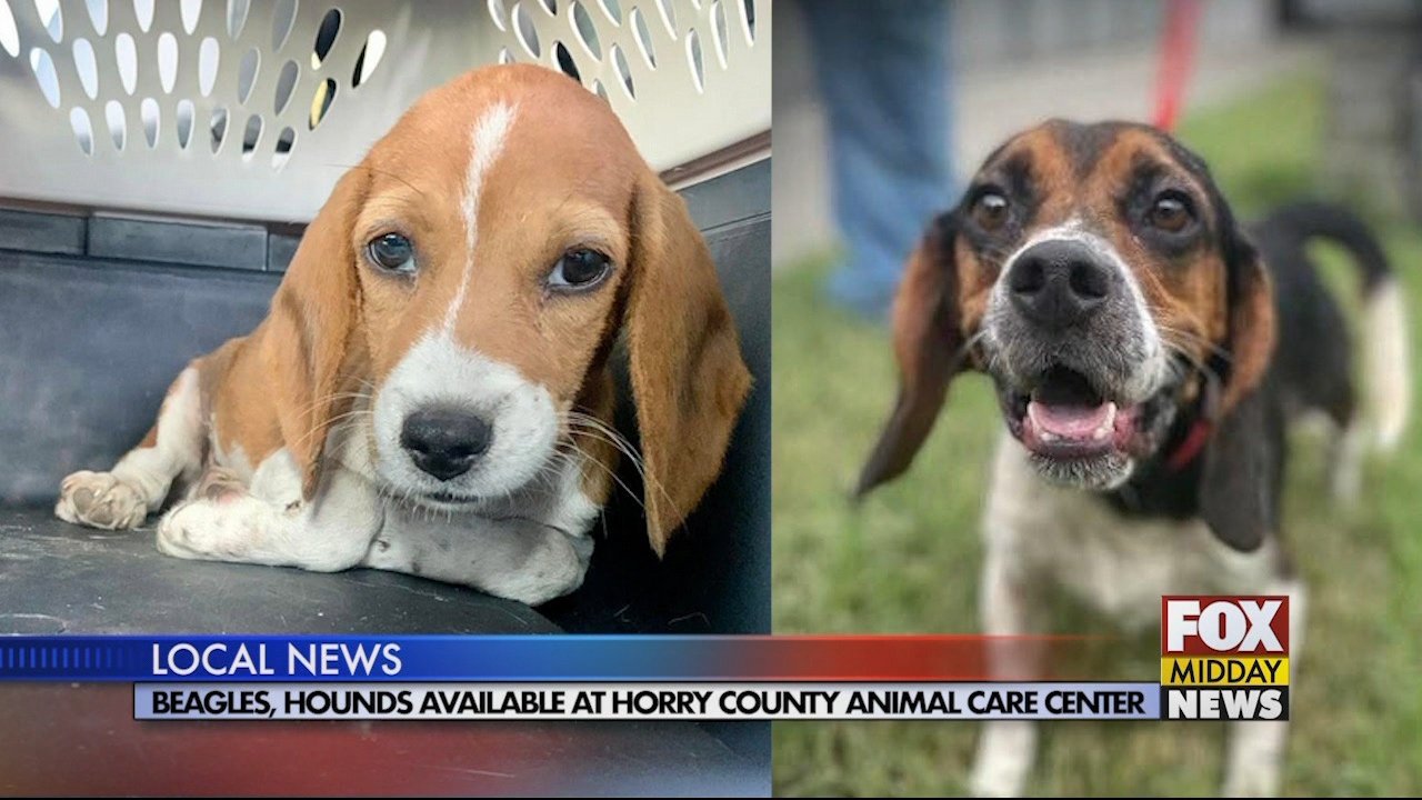 Beagles, Hounds Available for Adoption at Horry County Animal Care