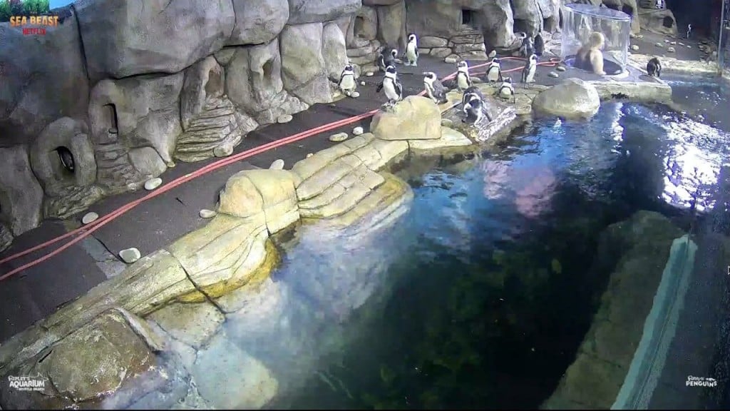 Cam 0805 Chat Fishfact