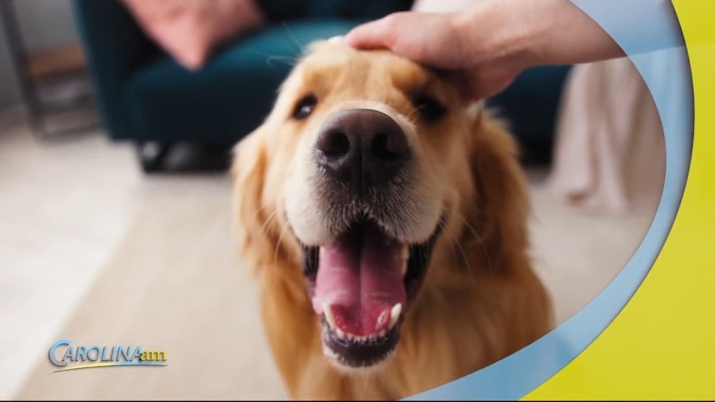 Dogs Crying