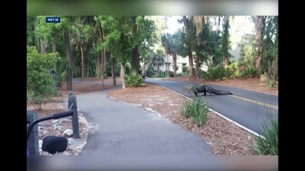 Sc: Elderly Woman Killed By Alligator