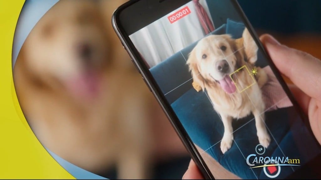 Pet Pics