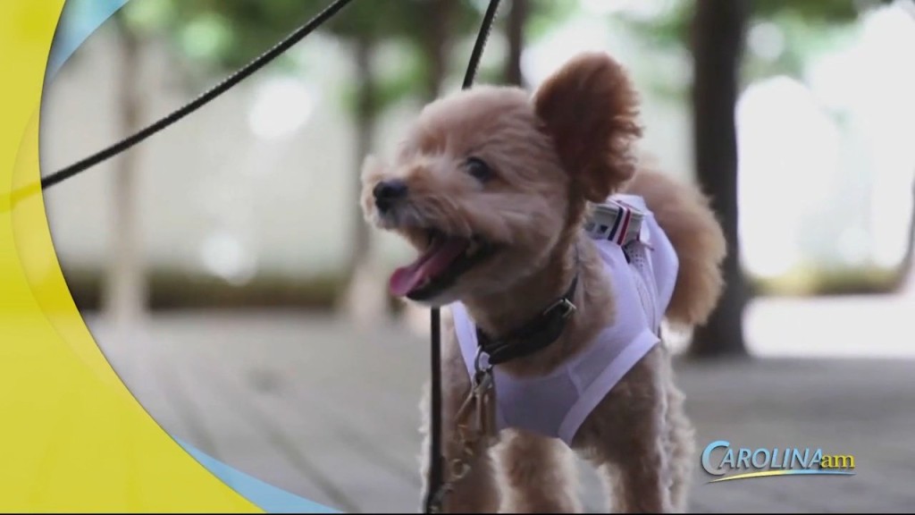 Cam 0815 Petfans