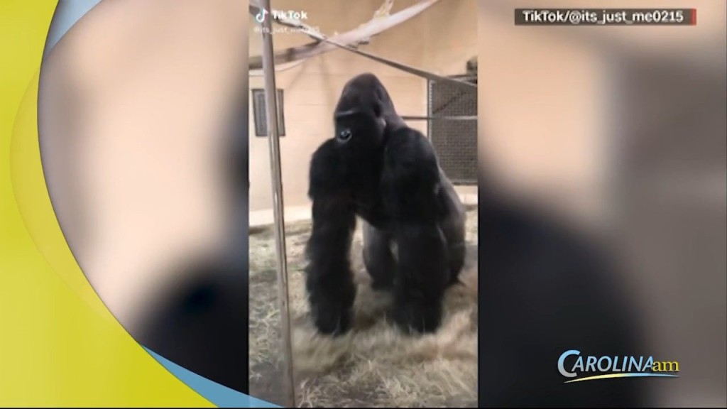Gorilla Slide