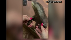 Moos: Curious Otter Goes 'ape' Over New Friend