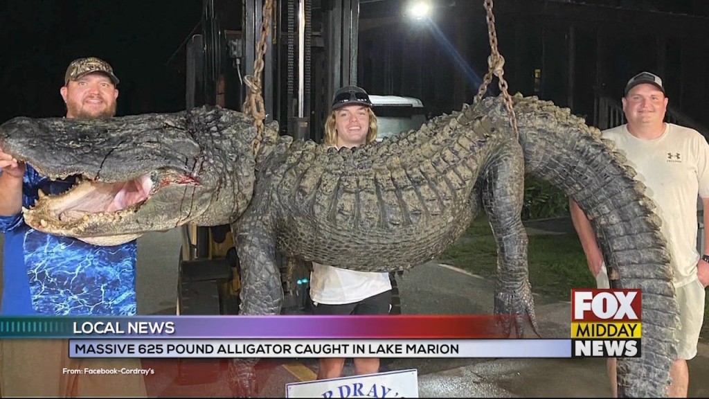 Big Gator