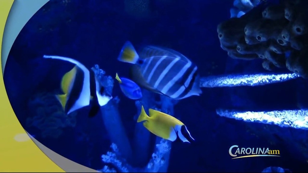 Cam 0923 Aquarium