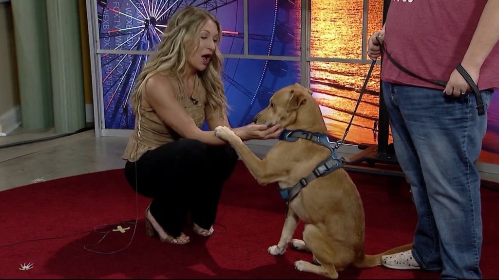 Cam 1027 Gs Humane Society