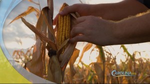 Corn Cobs