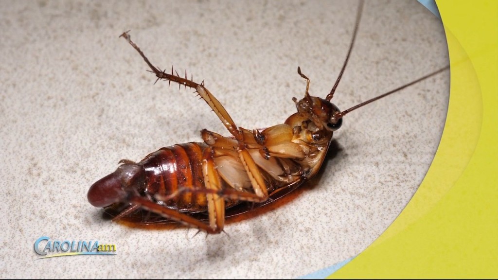Cam 100 Cockroach Laser