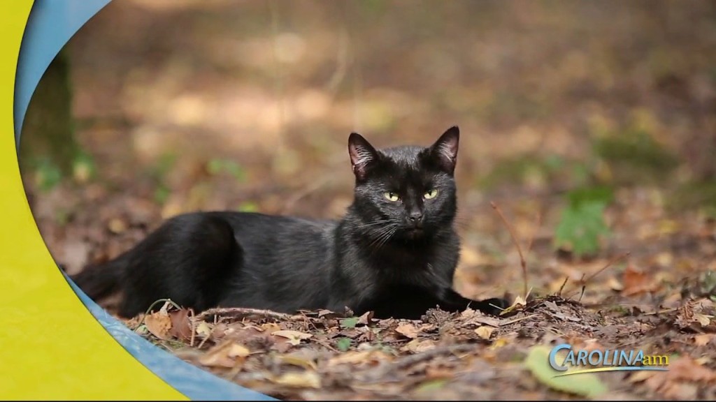 Black Cats