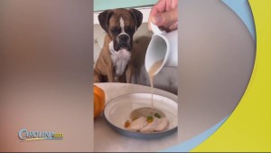 Dog Restaurant