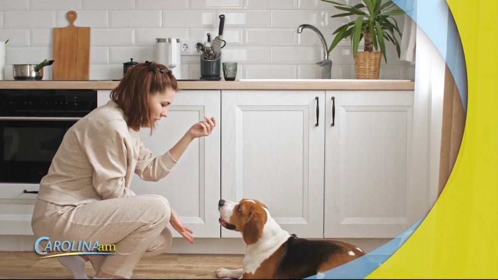 Dog Savings