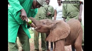 Moos: Baby Elephant Uses Trunk To Tickle Reporter