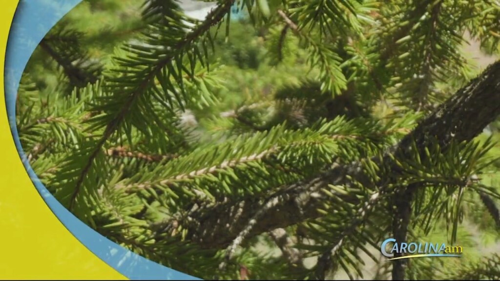 Eating Trees