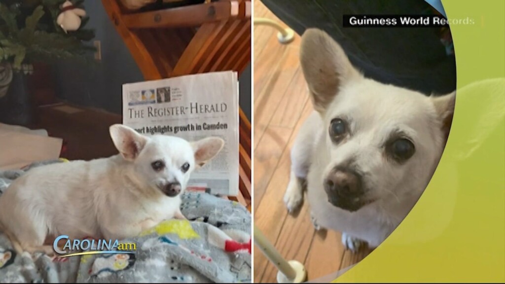 Oldest Dog