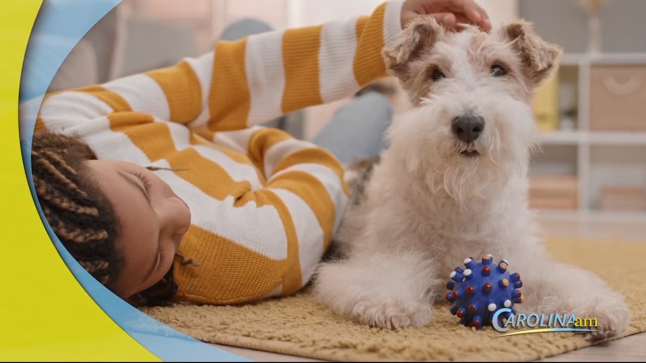 PetSmart is Looking to Hire Toy Testers! WFXB