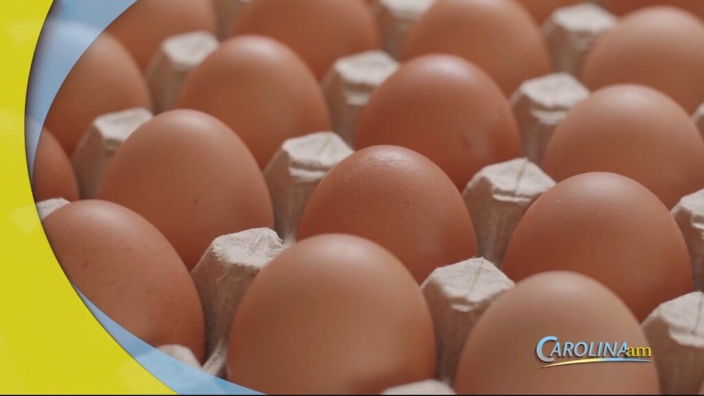 Egg Subs