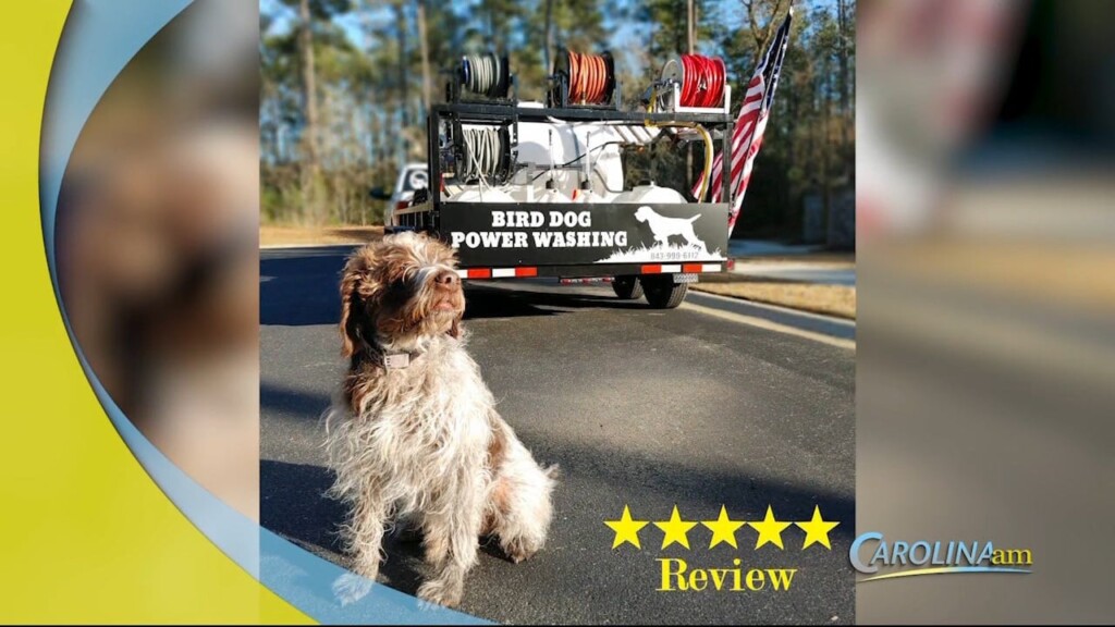 Cam 0202 Bird Dog