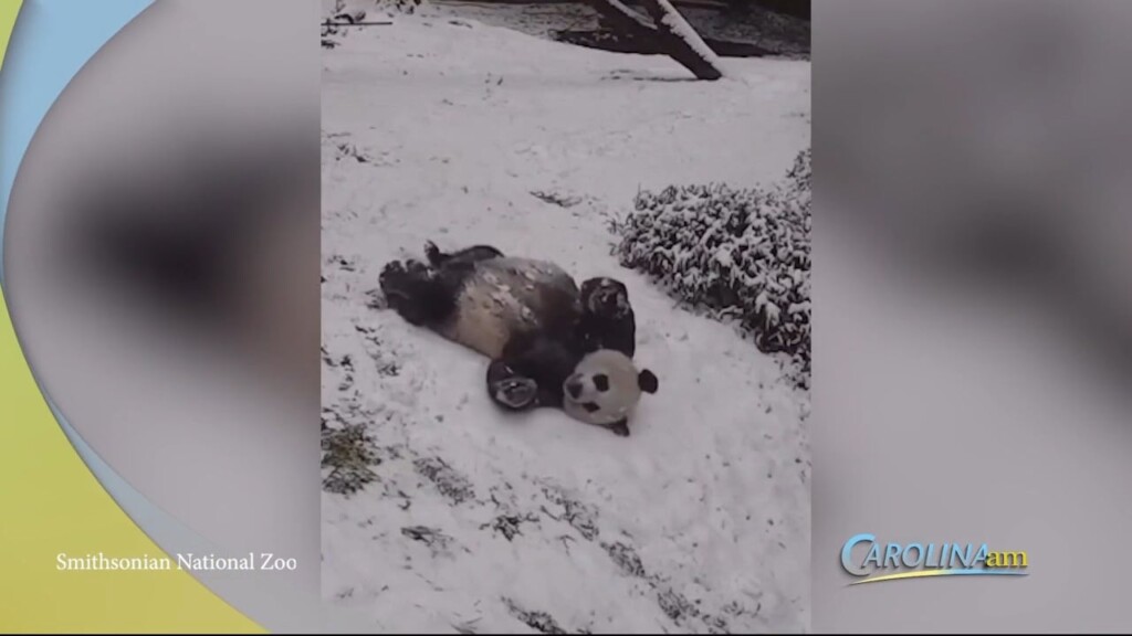 Cam 0216 Panda