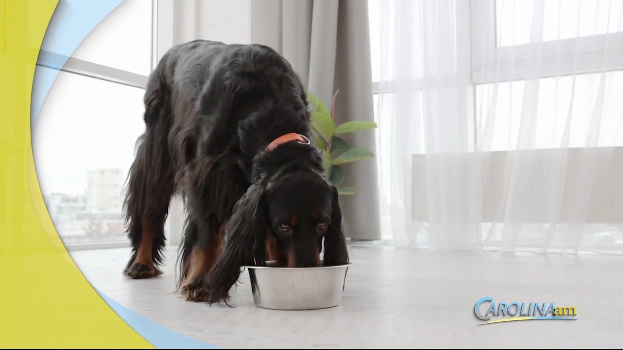 Feeding Dogs Table Scraps Might Be Good for Them WFXB