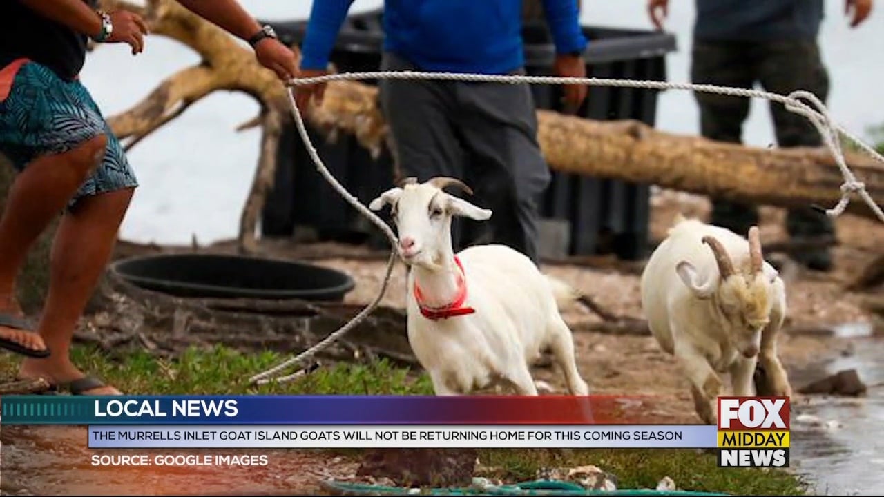 Murrells Inlet Goat Island Residents Will Not Return This Season - WFXB