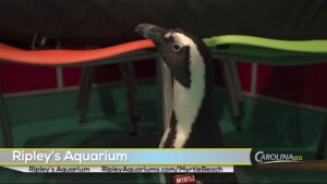 Cam 0317 Ripleys Aquarium