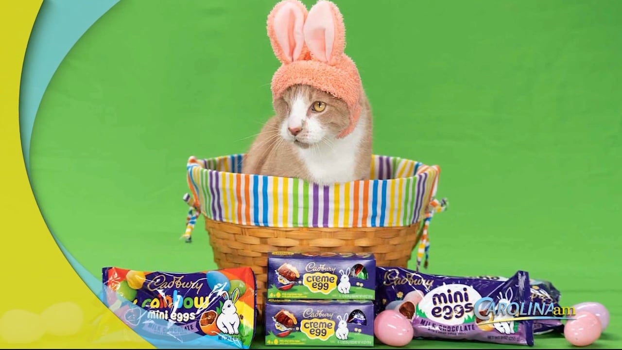 Crash the Cat is This Year's Cadbury Bunny 'Rescue Pets Edition' Winner